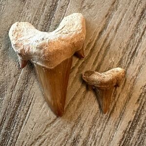 Fossilized Shark Teeth Set